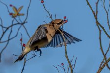 RD5_7189-Cedar Waxwing.jpg