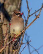 RD5_7196-Cedar Waxwing.jpg
