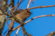 RD5_7202-Cedar Waxwing.jpg