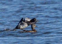 RD5_7325-Ring Necked Ducks.jpg
