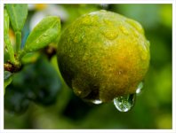 during-rain-orange-1.jpg