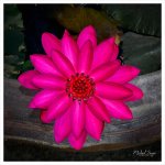 pink-dark-1.jpg