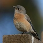 Bluebird15.jpg