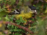 Goldfinch6.jpg