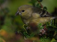 Goldfinch10.jpg