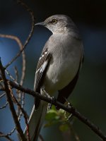 Mockingbird3.jpg