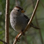 Sparrow2.jpg
