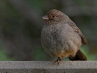 Towhee2.jpg