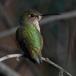 Hummer15.jpg