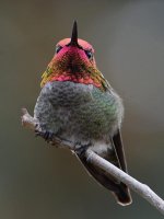Hummer38.jpg