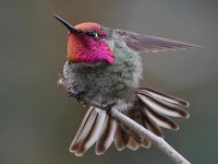 Hummer6.jpg