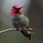 Hummer21.jpg