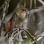 Hummer49.jpg