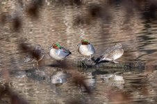 RD5_7389-Green Winged Teals.jpg