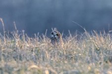 RD5_7439-Short Eared Owl.jpg