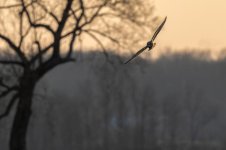 RD5_7600-Short Eared Owl.jpg