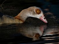 Goose4.jpg