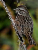 Sparrow5.jpg