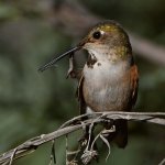 Hummer4.jpg