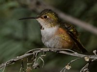 Hummer16.jpg
