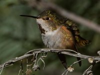 Hummer17.jpg