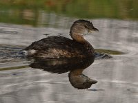 Grebe2.jpg