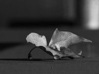 LeafBW.jpg
