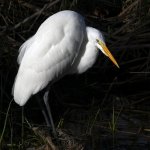 Egret2.jpg