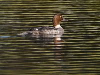 Goldeneye.jpg
