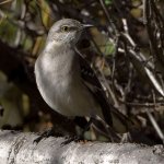 Mockingbird2.jpg