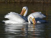 Pelican4.jpg