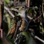 Hummer10.jpg