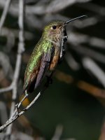 Hummer14.jpg