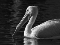 PelicanBW.jpg