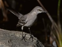 Mockingbird2.jpg