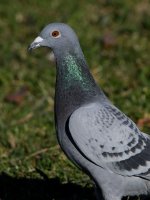 Pidgon7.jpg