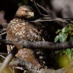 Hawk2.jpg