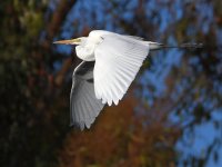 Egret5.jpg