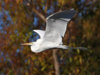 Egret6.jpg