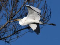 Egret7.jpg