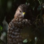 Hawk25.jpg