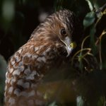 Hawk28.jpg