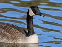 Goose5.jpg