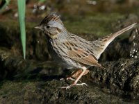 Sparrow8.jpg
