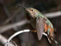Hummer12.jpg
