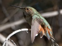 Hummer16.jpg