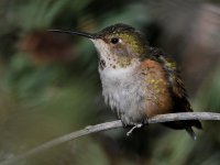 Hummer28.jpg