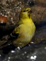 Goldfinch8.jpg