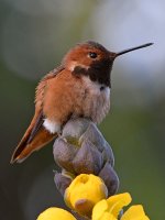 Hummer4.jpg