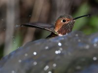 Hummer14.jpg